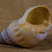 Channeled Basket Snail - Photo (c) BJ Stacey, some rights reserved (CC BY-NC), uploaded by BJ Stacey