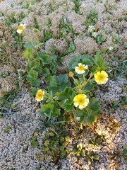 Ranunculus nivicola