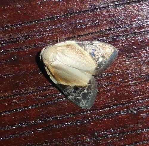 Manoba divisa, 2018-11-18