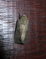 Athetiina