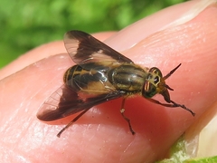 Chrysops indus
