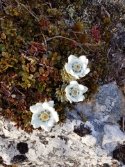 Leucogenes leontopodium