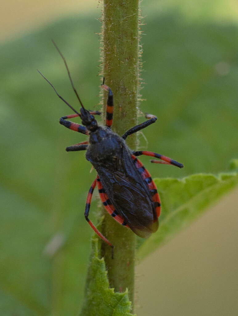 Flower Assassin Bugs from Dudelange, Luxembourg on June 25, 2023 at 04: ...