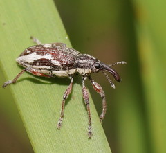 Aoplocnemis