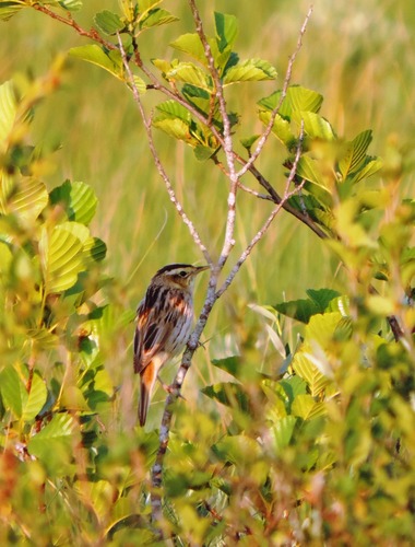 Aquatic Warbler, Vitsyebsk, BY, photo 9 of 10
