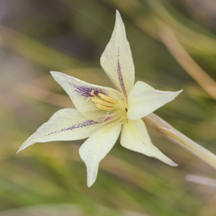 Gladiolus longicollis
