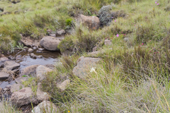 Gladiolus longicollis