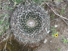 Mammillaria mystax