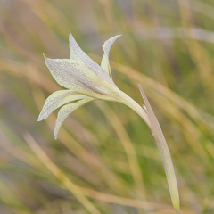 Gladiolus longicollis