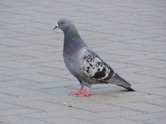 Columba livia domestica