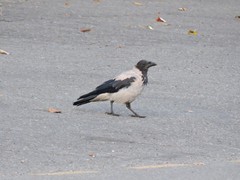 Corvus cornix