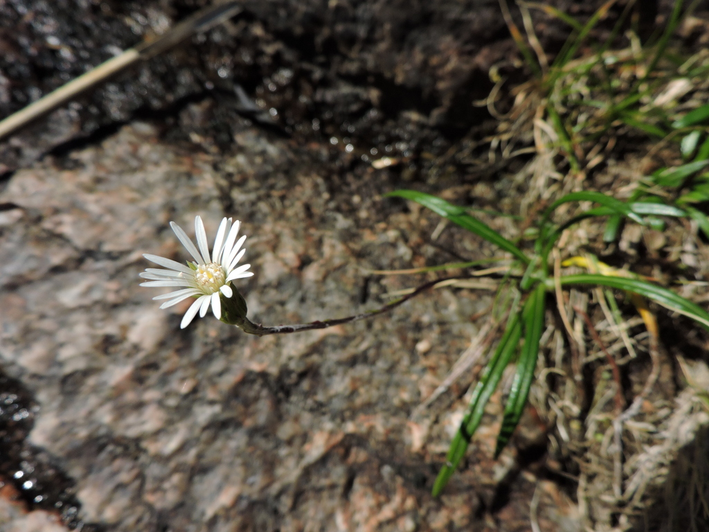 Chaptalia graminifolia