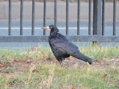 Corvus frugilegus