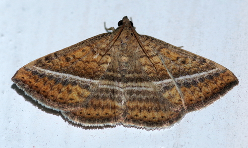 Beriohansa hansali