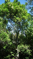 Apodytes dimidiata dimidiata