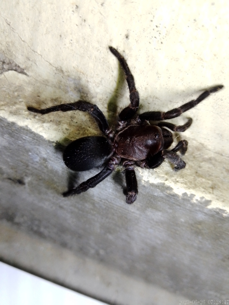 Acanthogonatus tacuariensis