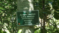 Apodytes dimidiata dimidiata