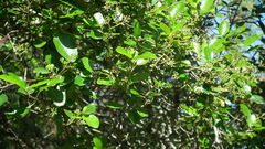 Apodytes dimidiata dimidiata