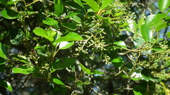 Apodytes dimidiata dimidiata