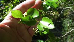 Apodytes dimidiata dimidiata