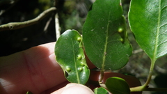 Apodytes dimidiata dimidiata