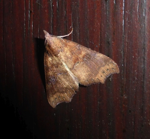 Axiocteta babooni