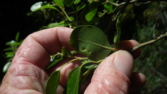 Apodytes dimidiata dimidiata