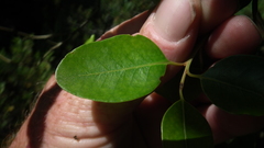 Apodytes dimidiata dimidiata