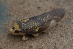 Ptyelus grossus