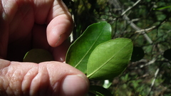 Apodytes dimidiata dimidiata