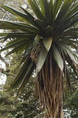 Cordyline indivisa