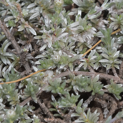 Eumorphia prostrata