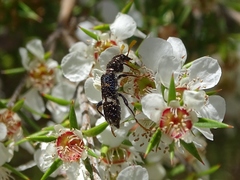 Scrobiger splendidus