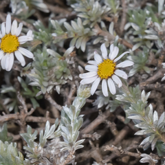 Eumorphia prostrata