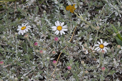 Eumorphia prostrata