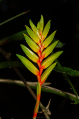 Vriesea pauperrima
