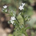 Lappula occidentalis - Photo (c) Suzanne Dingwell, μερικά δικαιώματα διατηρούνται (CC BY-NC), uploaded by Suzanne Dingwell