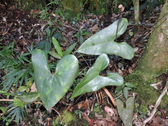 Andraeanum acutum (Anthurium acutum)