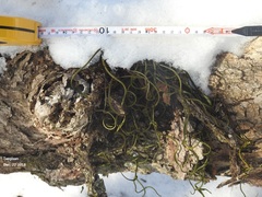 Lepisorus ussuriensis