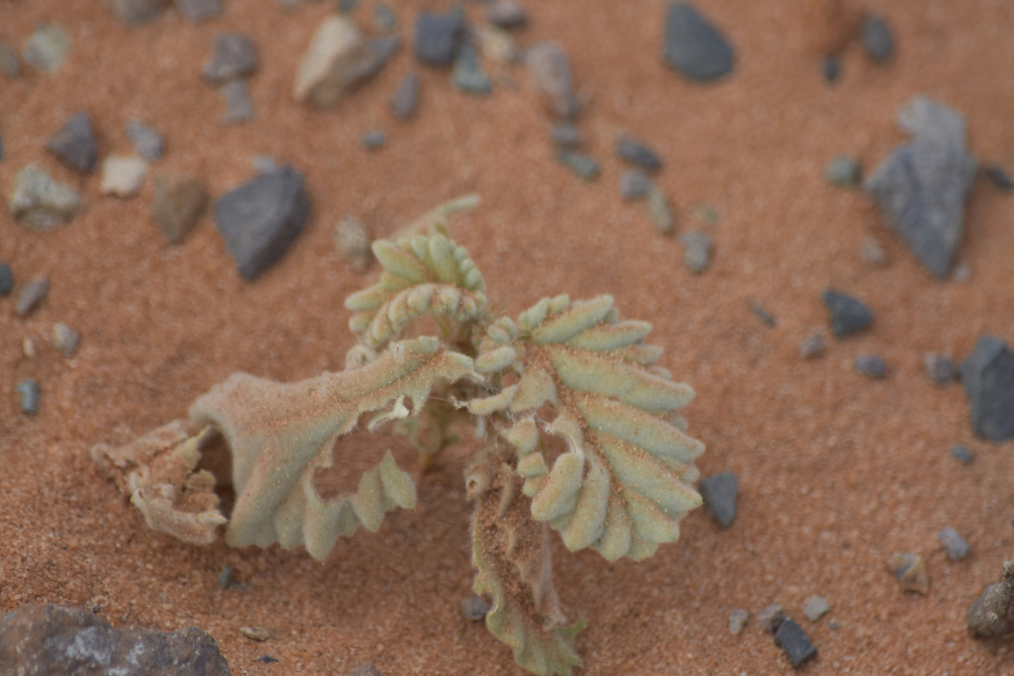 Waltheria indica — ảnh 2