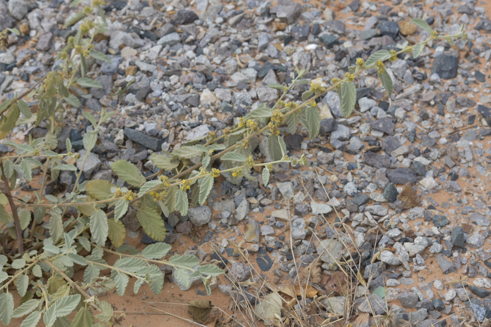 Waltheria indica — ảnh 3