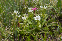 Alepidea