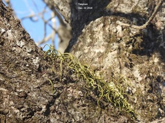 Pyrrosia linearifolia