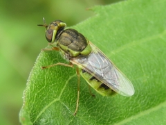 Hedriodiscus vertebratus