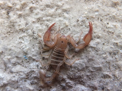 Euscorpius aquilejensis
