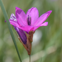 Dierama pauciflorum