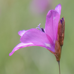 Dierama pauciflorum