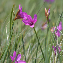 Dierama pauciflorum