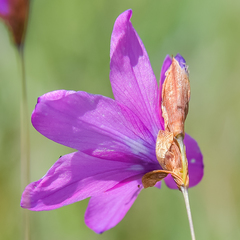 Dierama pauciflorum