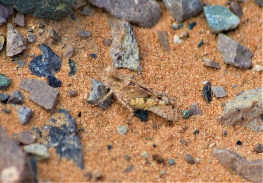 Acrotylus ponomarenkoi